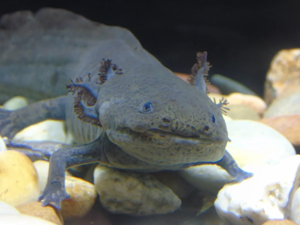 Cách nuôi kỳ giông axolotl trong môi trường nước sạch