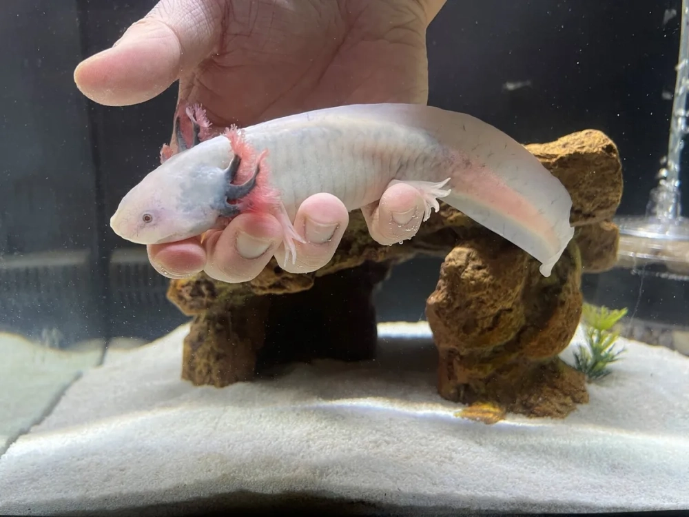 Kỳ nhông axolotl màu hồng leucistic trong bể thủy sinh