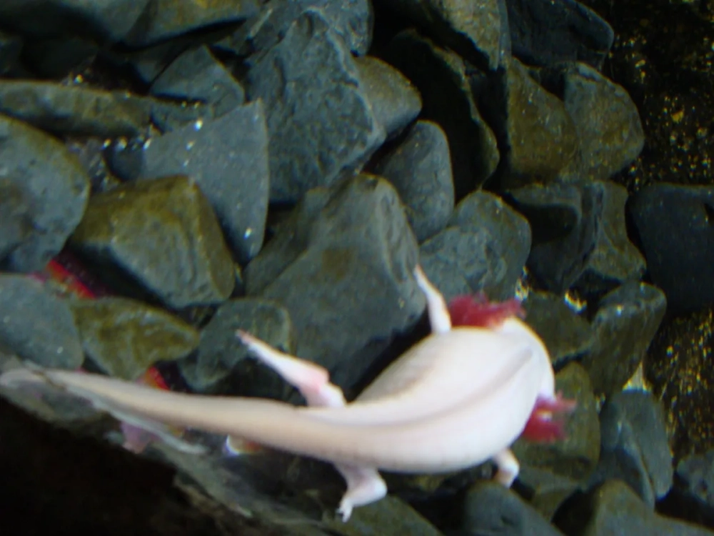 Con kỳ nhông axolotl màu vàng kim quý hiếm