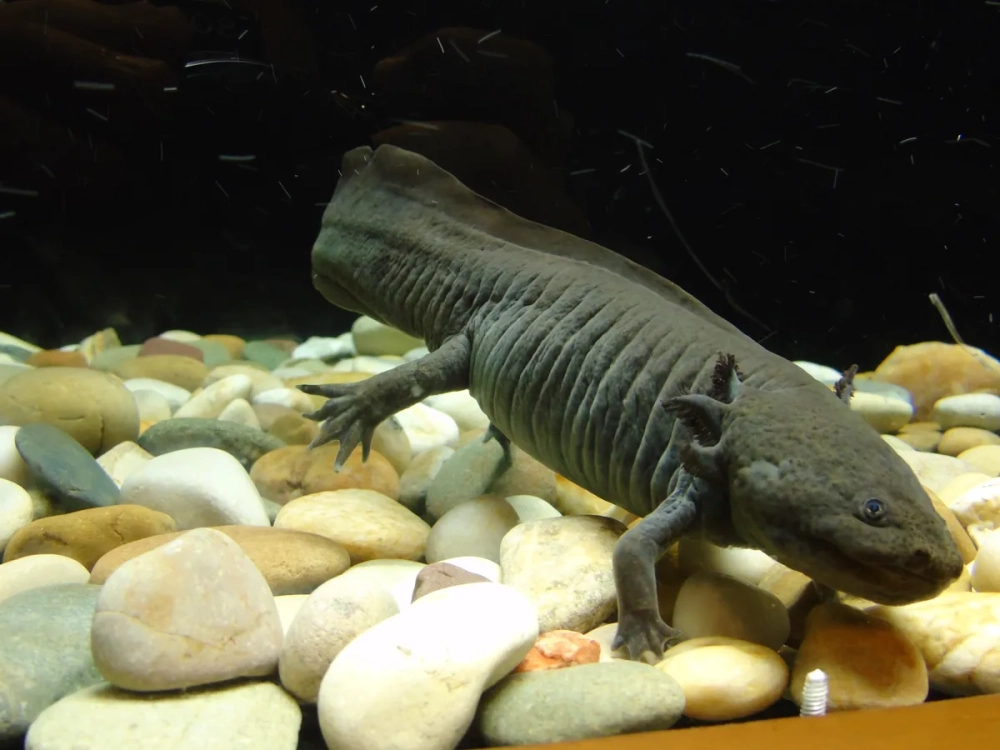 Mua kỳ giông Mexico để trang trí bể cá cảnh