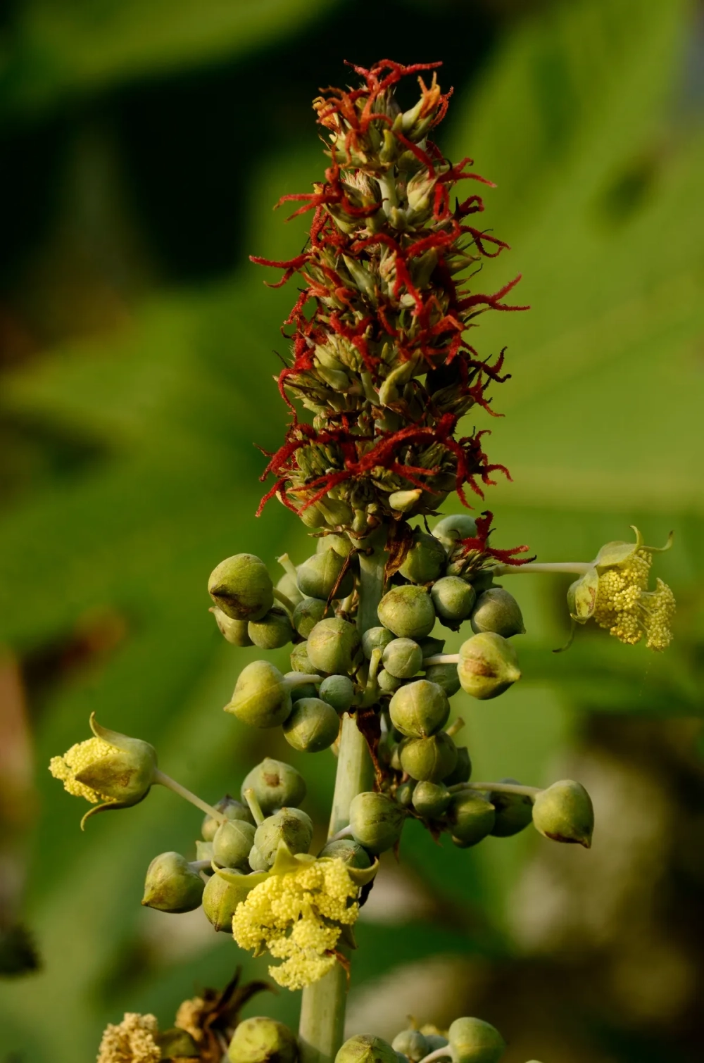 Công dụng cây thầu dầu tía trong việc giảm sưng búi trĩ