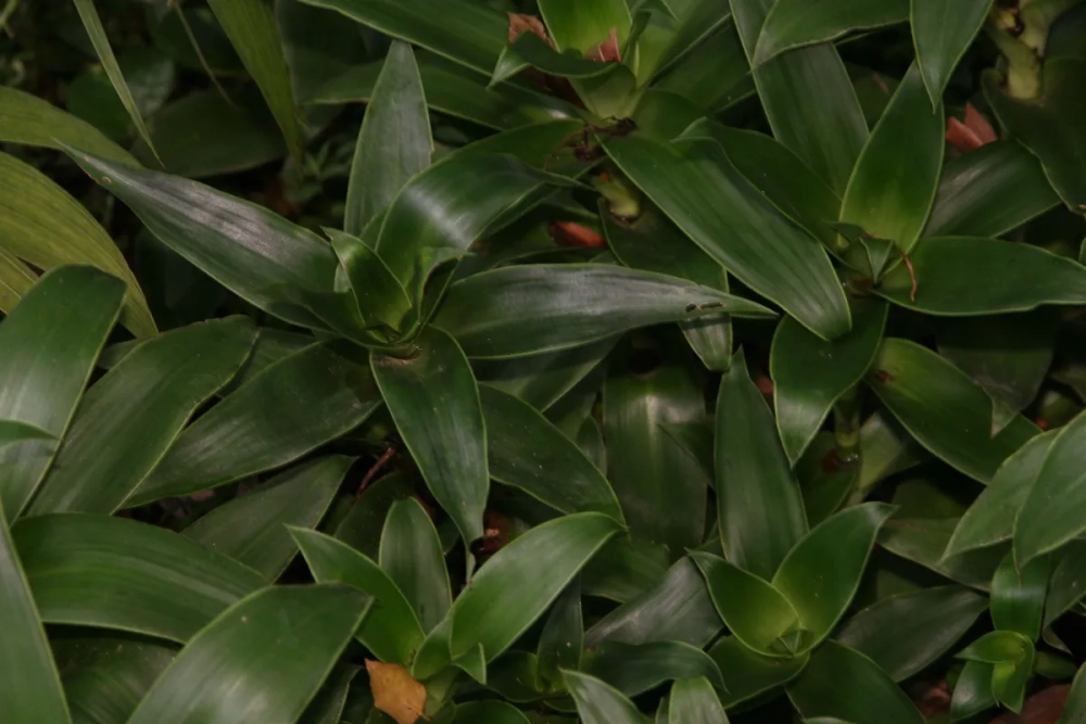 Cách ngâm cây lược vàng với rượu chữa đau lưng