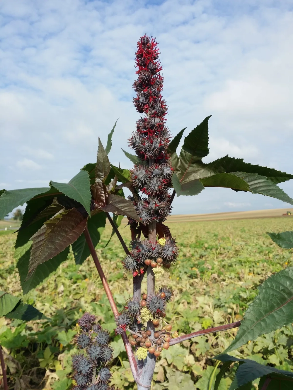 Cây thầu dầu chữa trĩ được trồng làm hàng rào