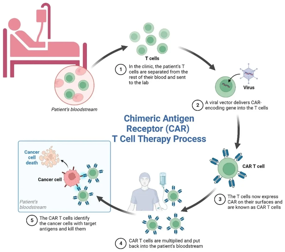 Mô phỏng cơ chế nhận diện tế bào ung thư của thụ thể CAR