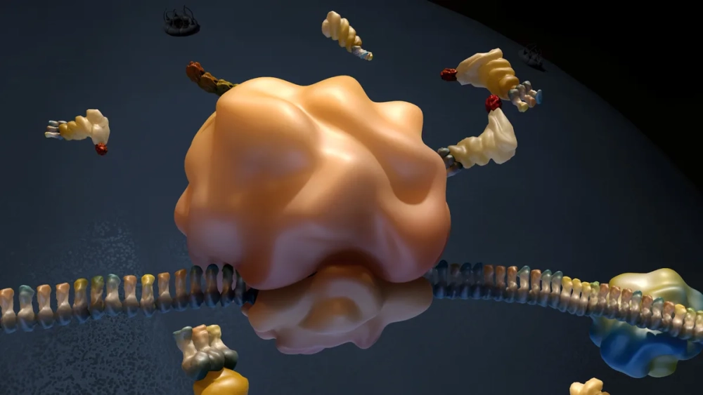 Bào quan không có màng ribosome đính trên lưới nội chất