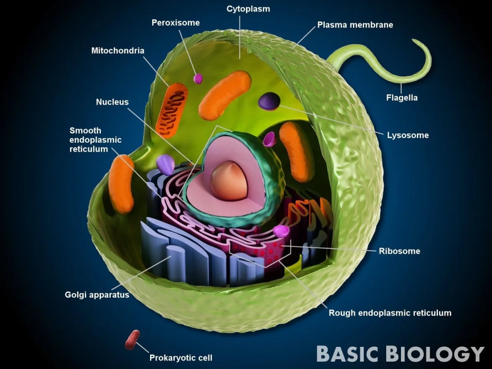 Hoạt động của lysosome và peroxisome trong tiêu hóa