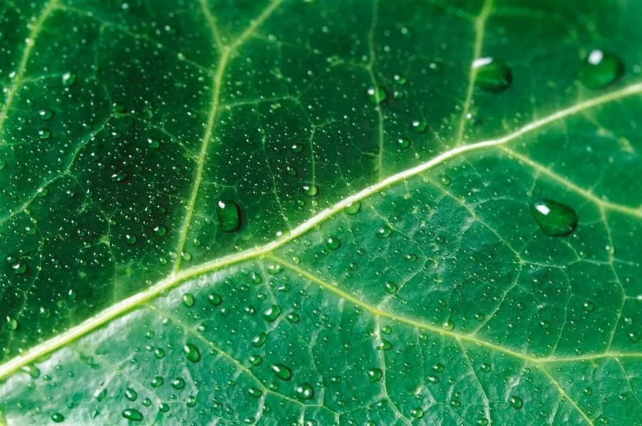 Cách xử lý gân lá khô để làm đồ thủ công mỹ nghệ