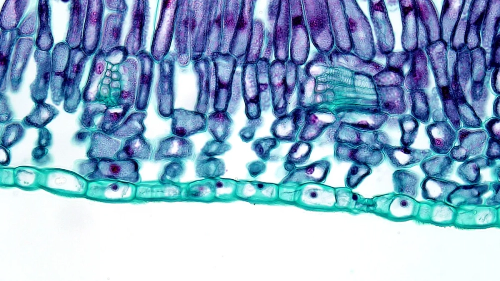 Mô mềm thực vật bao gồm mô giậu và mô khuyết