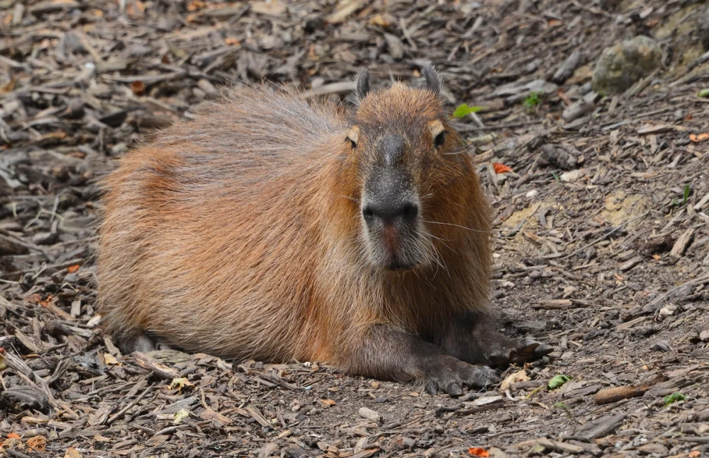 Hình ảnh chuột lang nước Capybara tắm nắng trên bãi cỏ