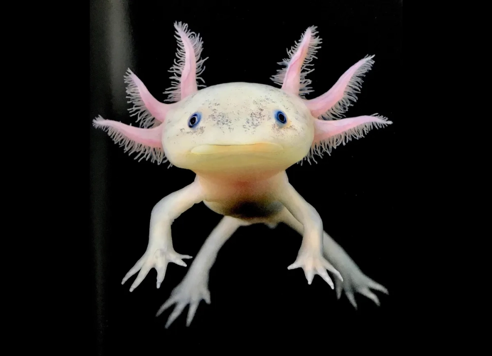 Con kỳ nhông axolotl màu hồng với đôi mắt đen láy và chùm mang rực rỡ