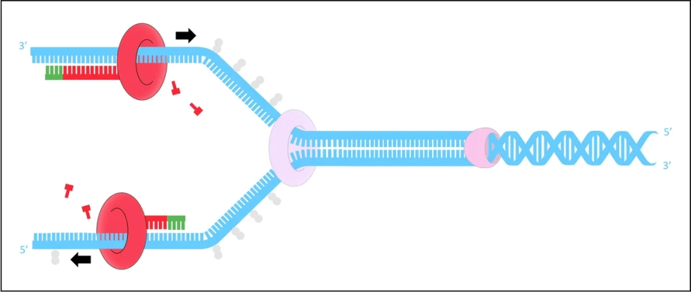 Cấu trúc xoắn kép của phân tử ADN mẹ