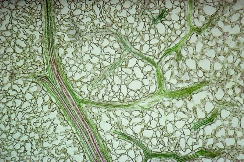 Hình vẽ gân lá chi tiết cho mục đích học tập