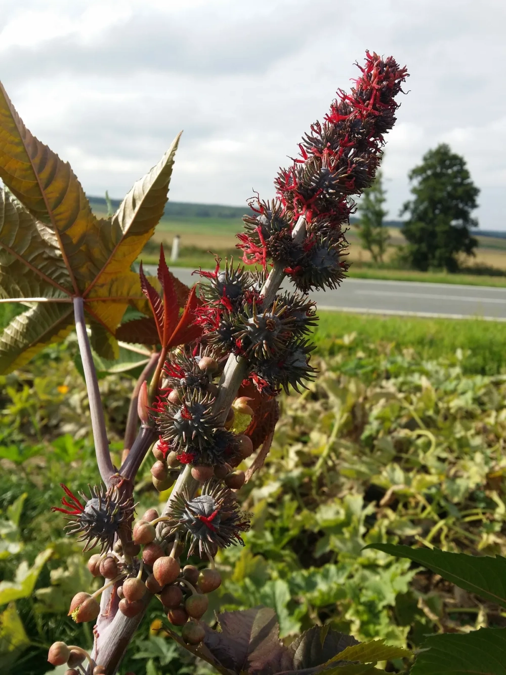 Phân biệt lá thầu dầu và các loại lá dược liệu khác