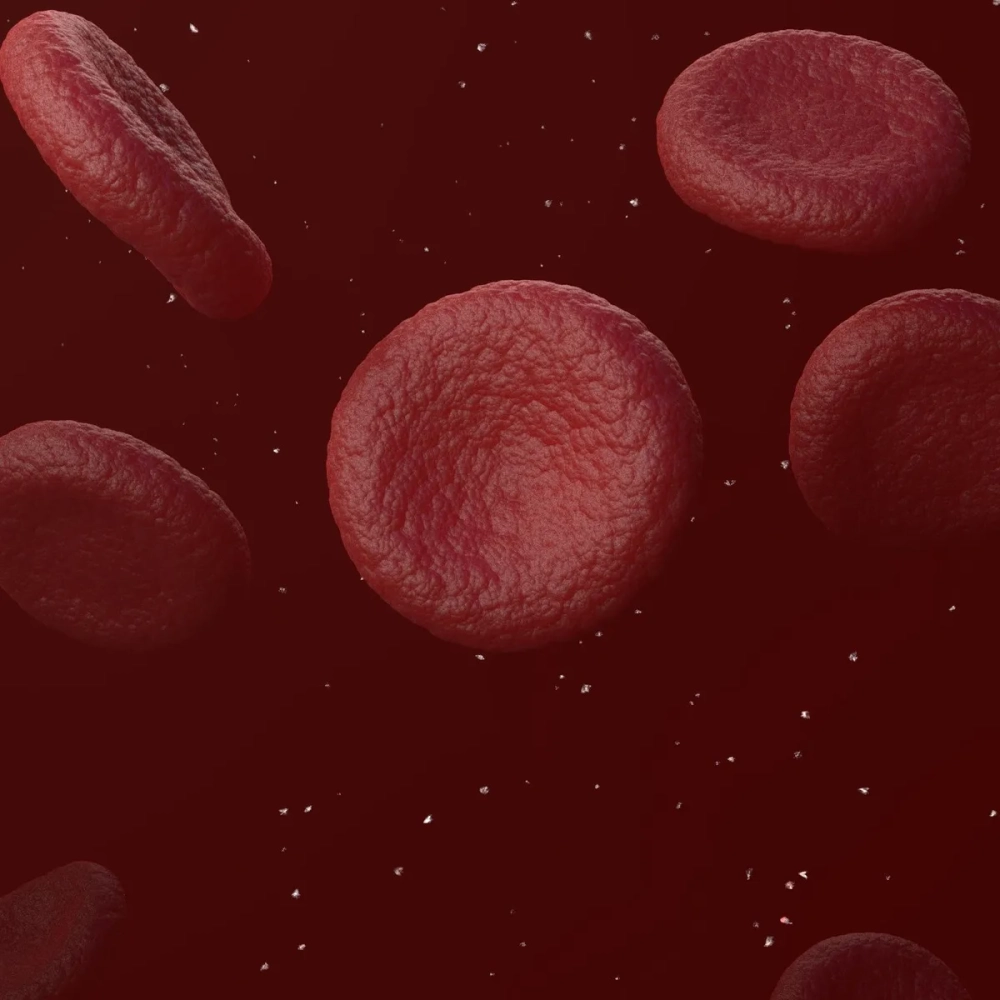 Bào quan tạo năng lượng ATP cho mọi hoạt động