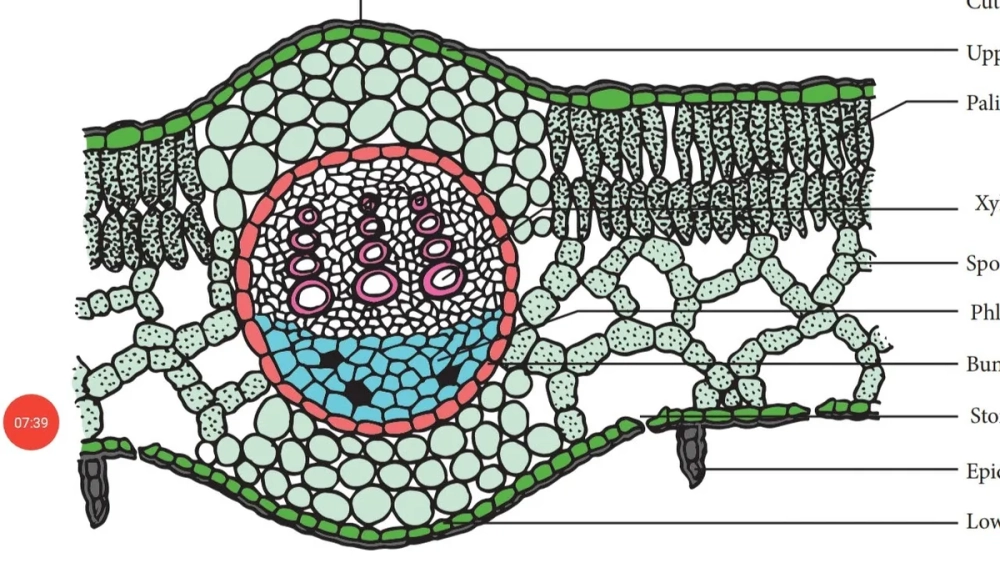 Khoảng gian bào trong mô giậu cực kỳ nhỏ hẹp