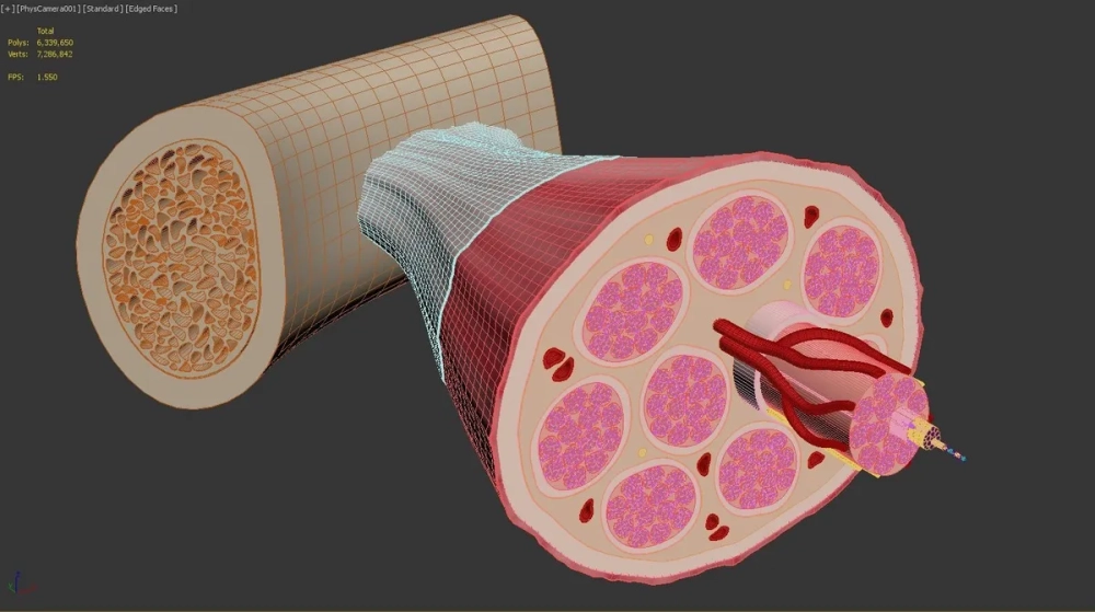 Sơ đồ kết nối thần kinh tại đơn vị vận động của cơ