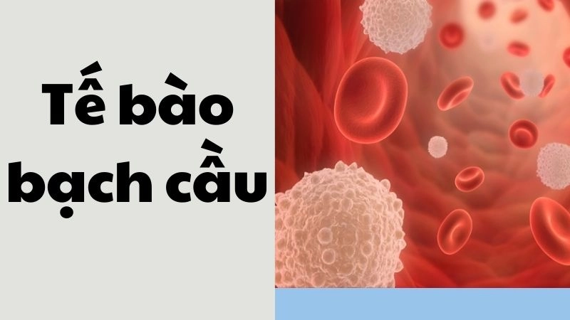 Vai trò chính của tế bào bạch cầu trong cơ thể