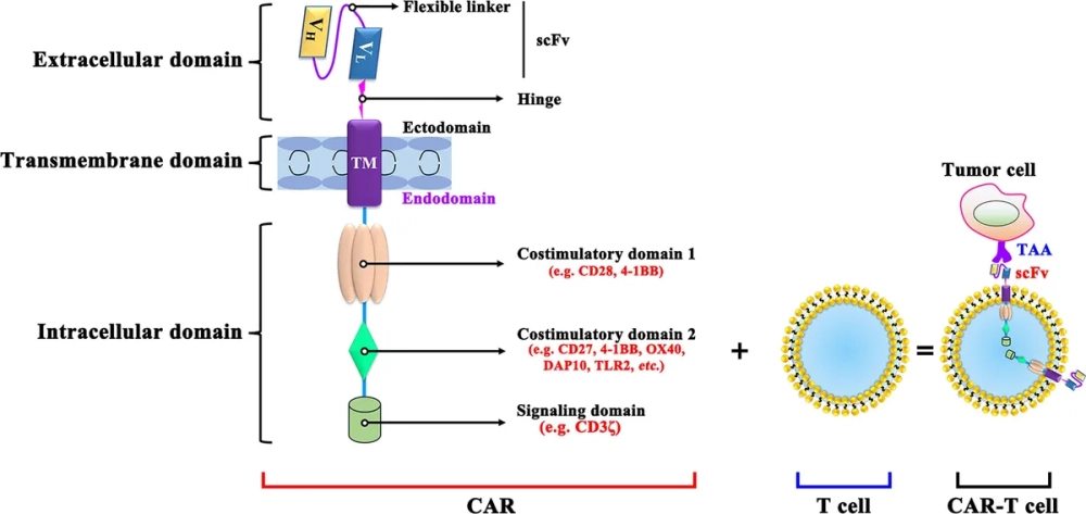 Tế bào CAR-T giải phóng các enzyme tiêu diệt màng tế bào ung thư