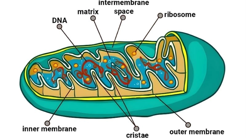 Rối loạn chức năng ty thể và năng lượng nội bào