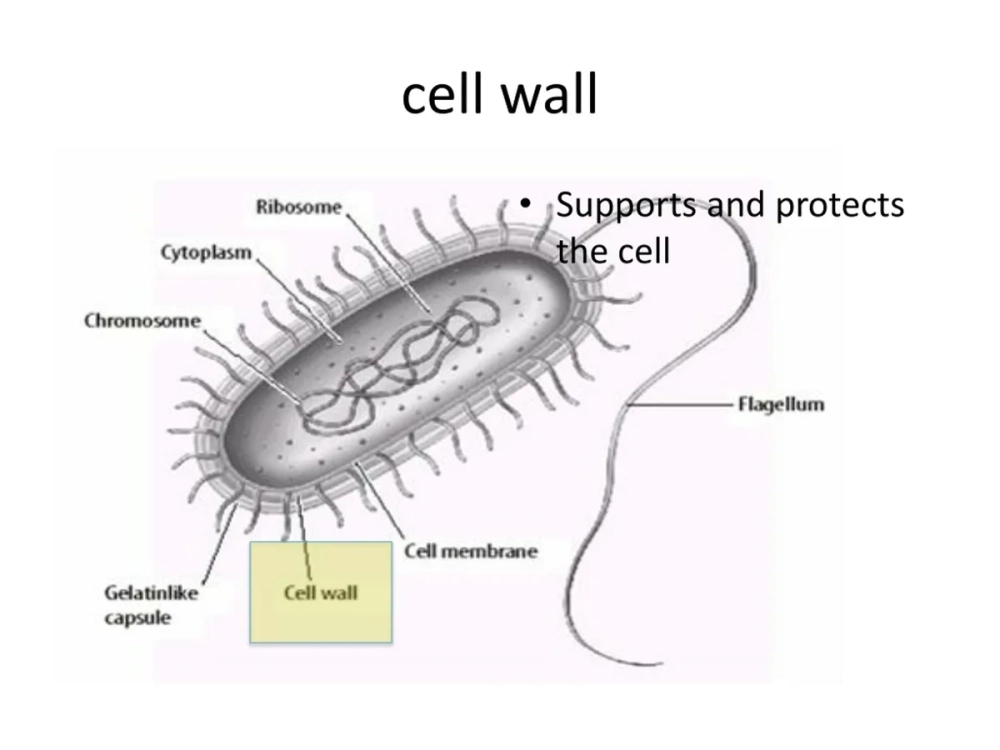 Quá trình hình thành thành tế bào trong phân bào