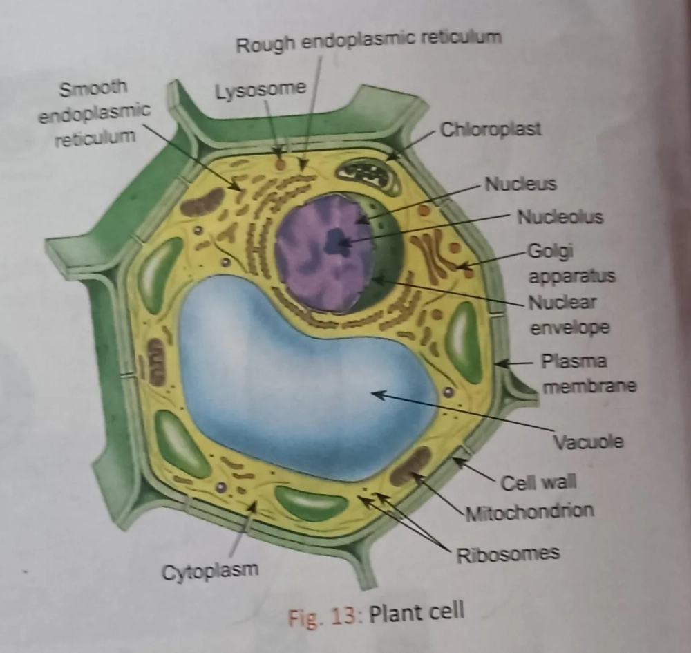 Cấu trúc peptidoglycan đặc trưng của thành tế bào vi khuẩn