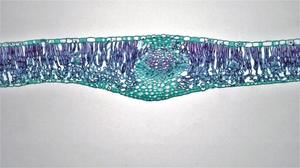 Hình ảnh cắt ngang phiến lá mô tả chi tiết mô đồng hóa