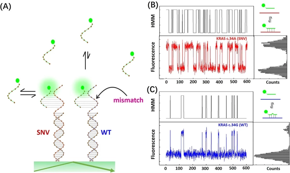 Sơ đồ minh họa các dạng đột biến điểm cơ bản trong sinh học