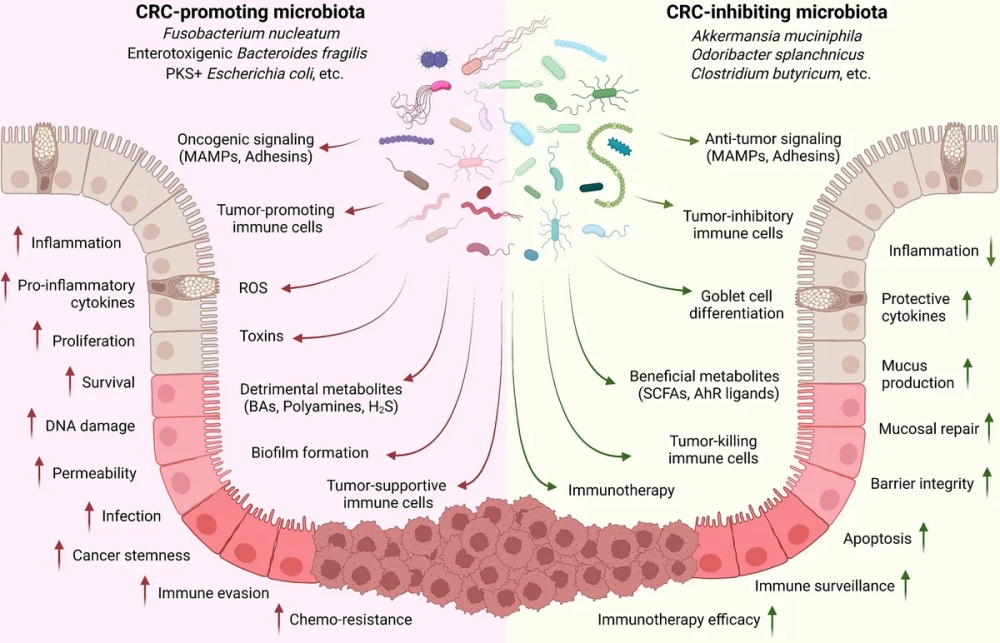 Hình ảnh 3D mô phỏng hệ vi khuẩn đường ruột khỏe mạnh