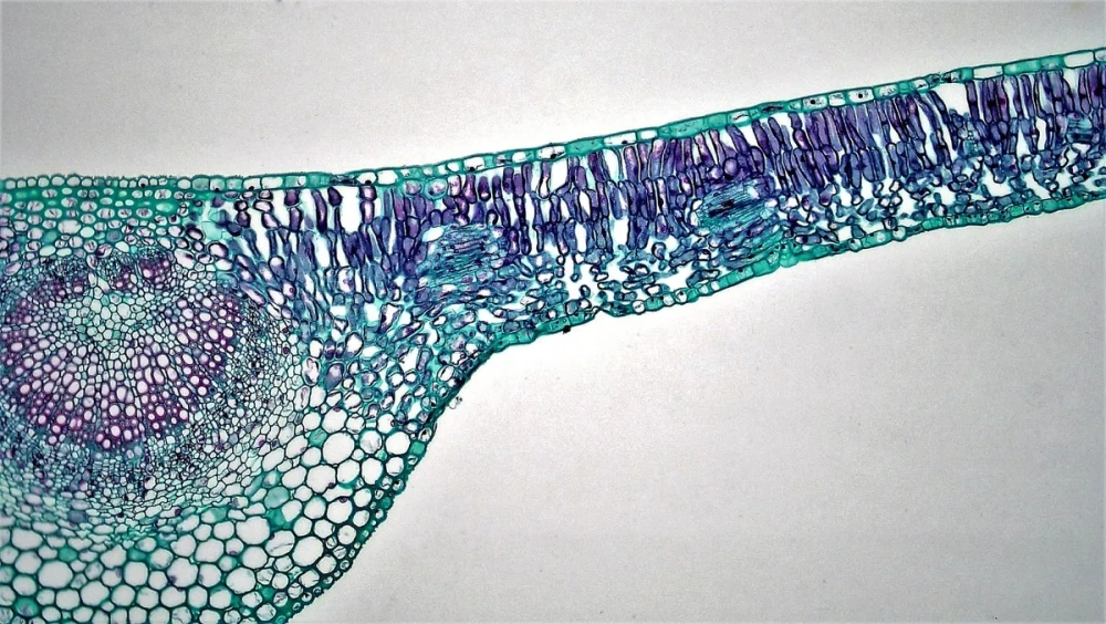 Sơ đồ giải phẫu hình thái lá cây chi tiết nhất