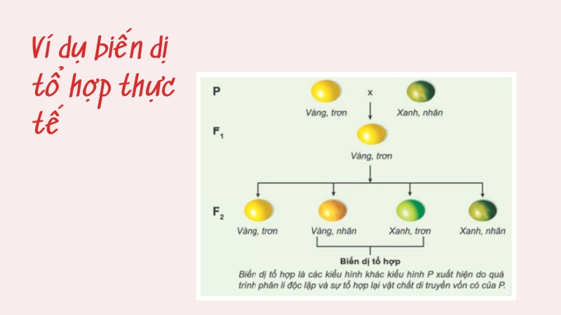Ví dụ thực tế về biến dị tổ hợp trong đời sống