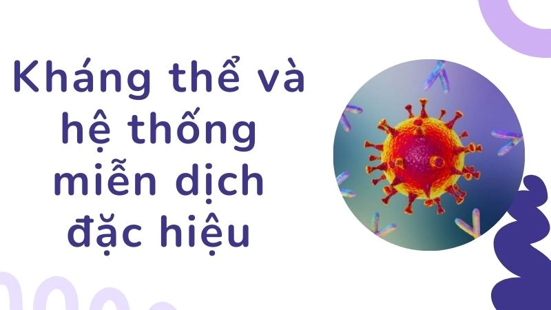 Kháng thể và hệ thống miễn dịch đặc hiệu