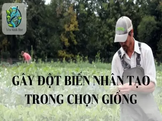 Gây đột biến nhân tạo trong chọn giống