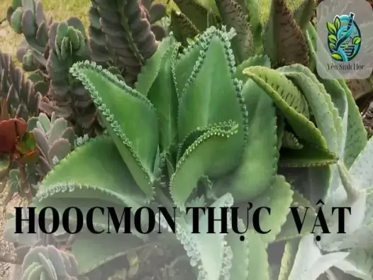 Hoocmon thực vật: Khái niệm, đặc điểm, phân loại, vai trò