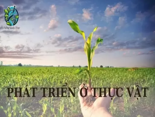 Phát triển ở thực vật - Khái niệm, yếu tố ảnh hưởng phát triển ở thực vật