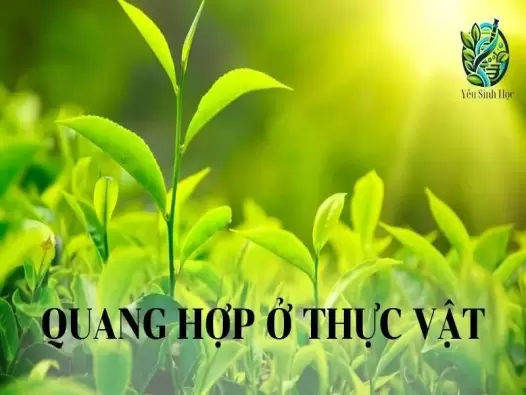 Quang hợp ở Thực vật - Quá trình, Ý nghĩa và Vai trò trong sinh thái