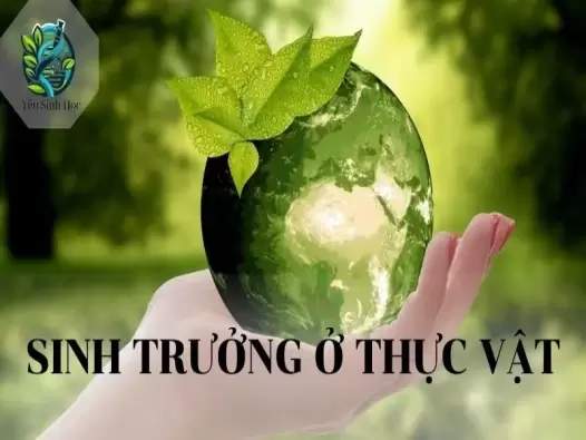 Sinh trưởng ở thực vật: Khái niệm, yếu tố ảnh hưởng và biện pháp 