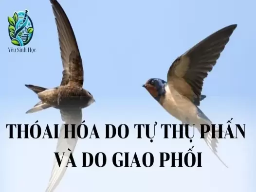 Thoái hoá do tự thụ phấn và do giao phối gần