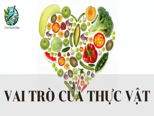 Vai trò của thực vật trong đời sống con người và trong tự nhiên