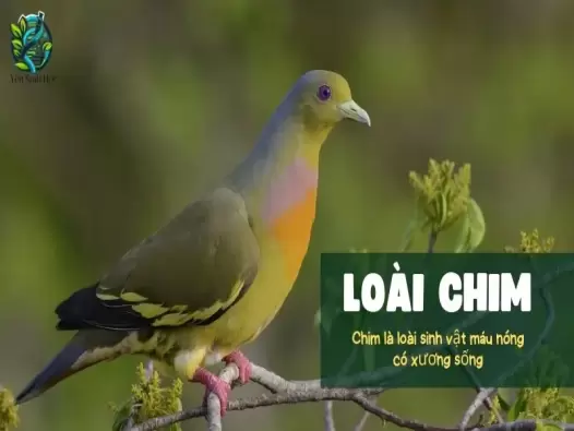 Khám phá sự đa dạng của loài chim trên Trái Đất