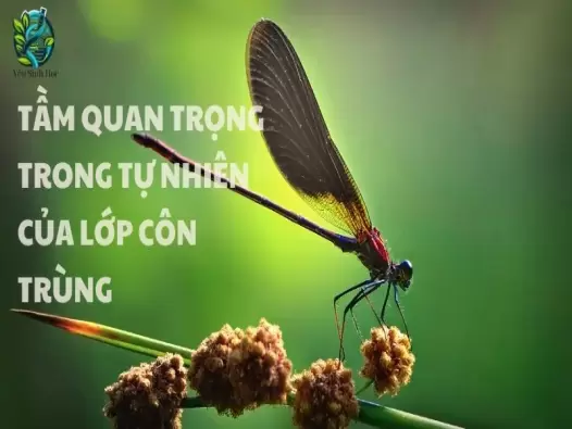 Tầm quan trọng của lớp côn trùng trong hệ sinh thái và cuộc sống con người