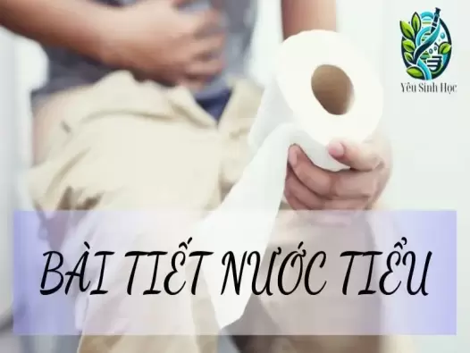 Bài tiết nước tiểu là gì? Quá trình bài tiết nước tiểu trong cơ thể người