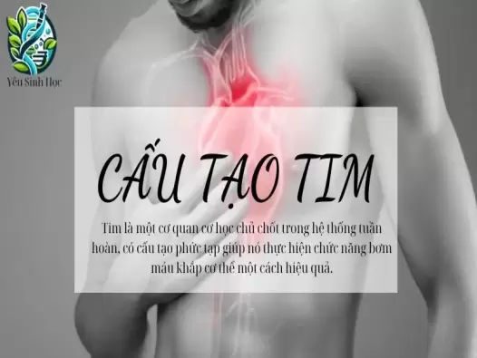 Cấu tạo của tim - chức năng, vị trí, kích thước và khối lượng so với cơ thể