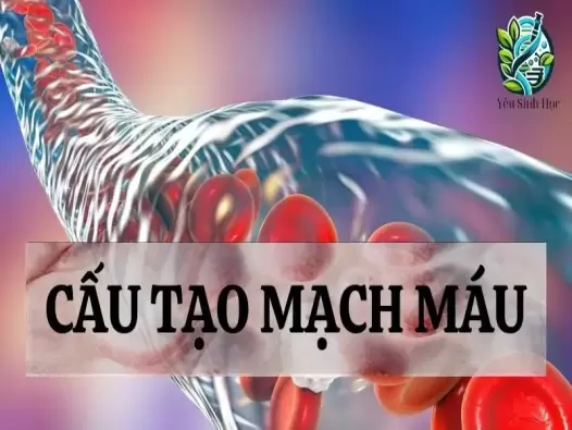 Mạch máu là gì? Cấu tạo và Chức năng của mạch máu