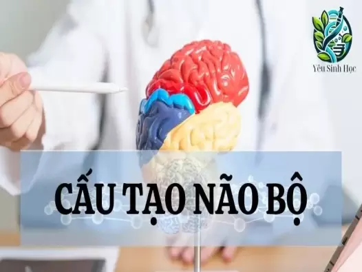 Cấu tạo của não bộ - Đặc điểm và vai trò đối với cơ thể