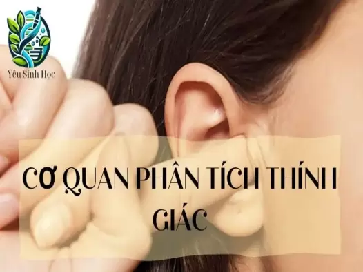 Cơ quan phân tích thính giác ở cơ thể người