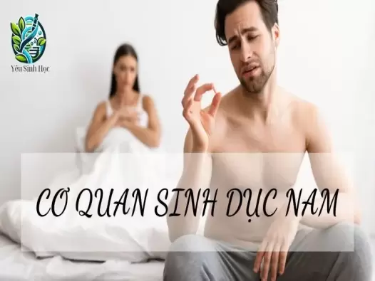 Tìm hiểu đặc điểm và cấu tạo của cơ quan sinh dục nam 