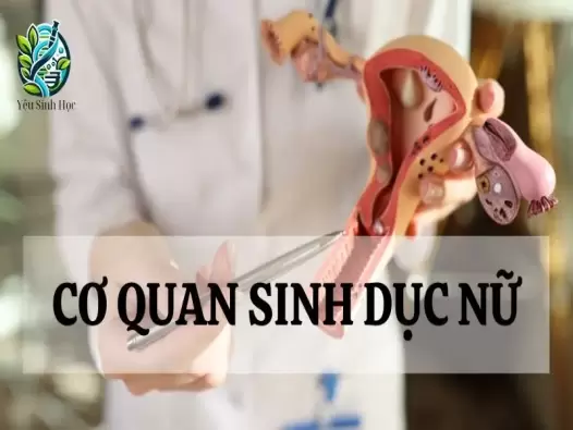 Tìm hiểu đặc điểm, cấu tạo và chức năng của cơ quan sinh dục nữ