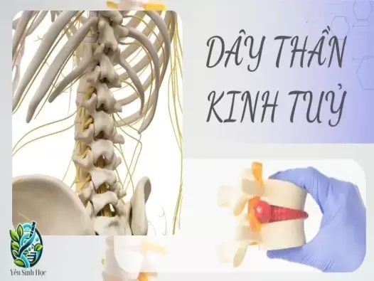 Dây thần kinh tủy - Vị trí, cấu tạo và chức năng trong cơ thể