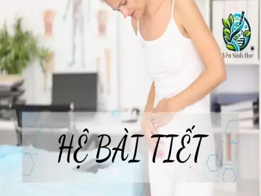 Hệ bài tiết - Cấu tạo và chức năng của chúng đối với cơ thể