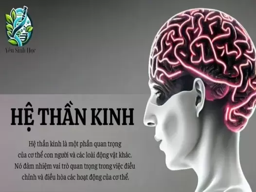 Hệ thần kinh - Khái niệm, cấu tạo và chức năng của hệ thần kinh